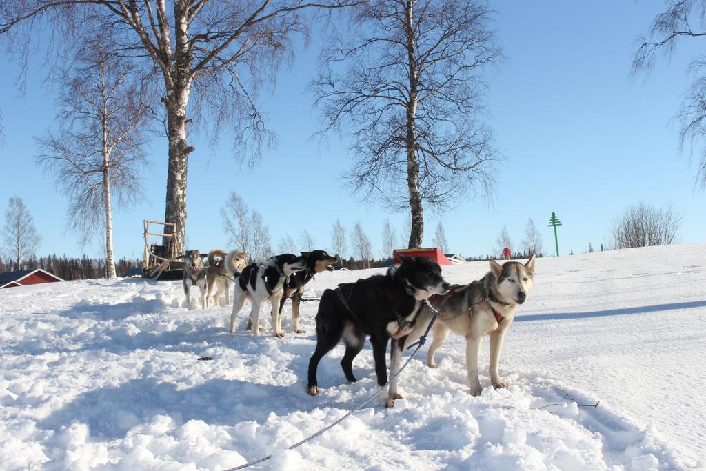 Hotel Nordic Lapland Frevisoeren Båtskärsnäs Zewnętrze zdjęcie